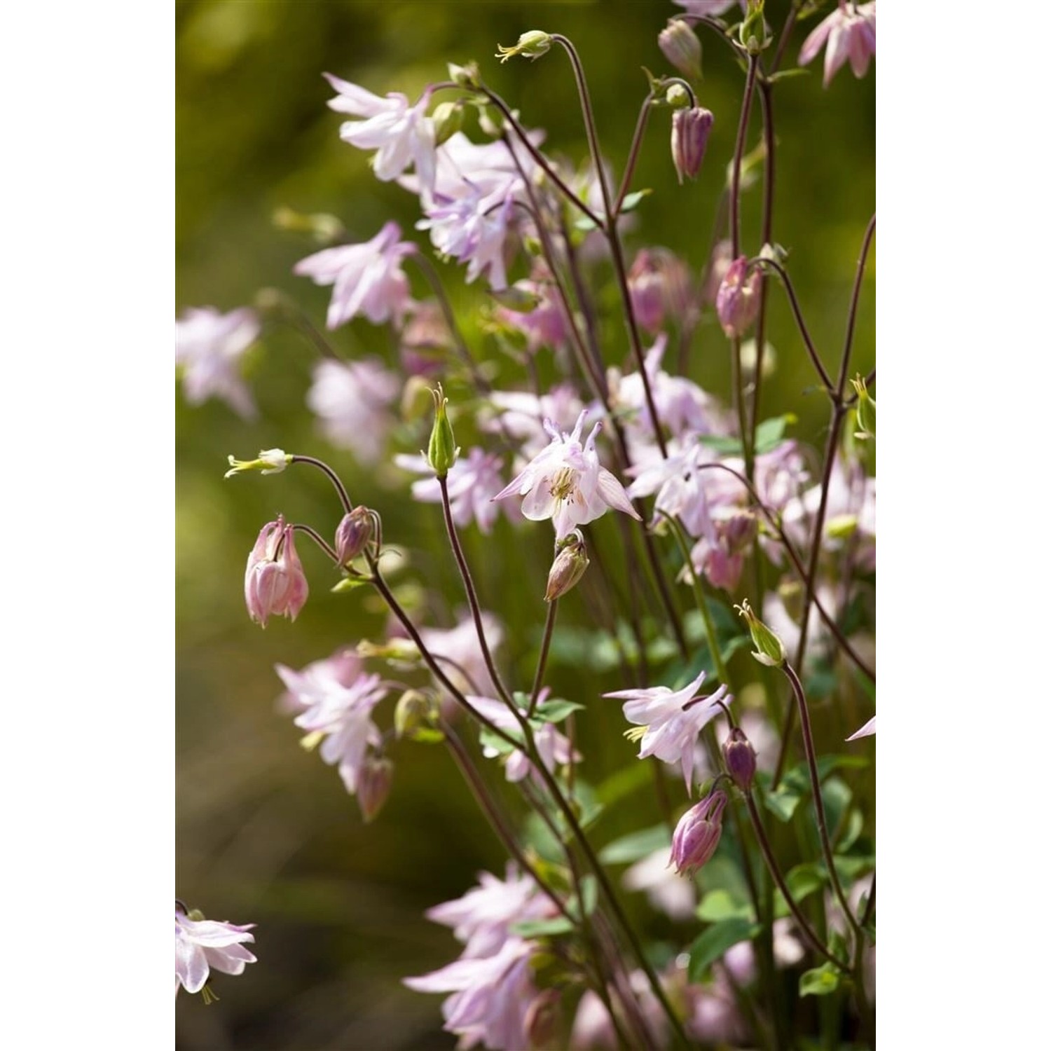 Aquilegia Vulgaris Gewöhnliche Akelei Ca. 9x9 cm Topf günstig online kaufen