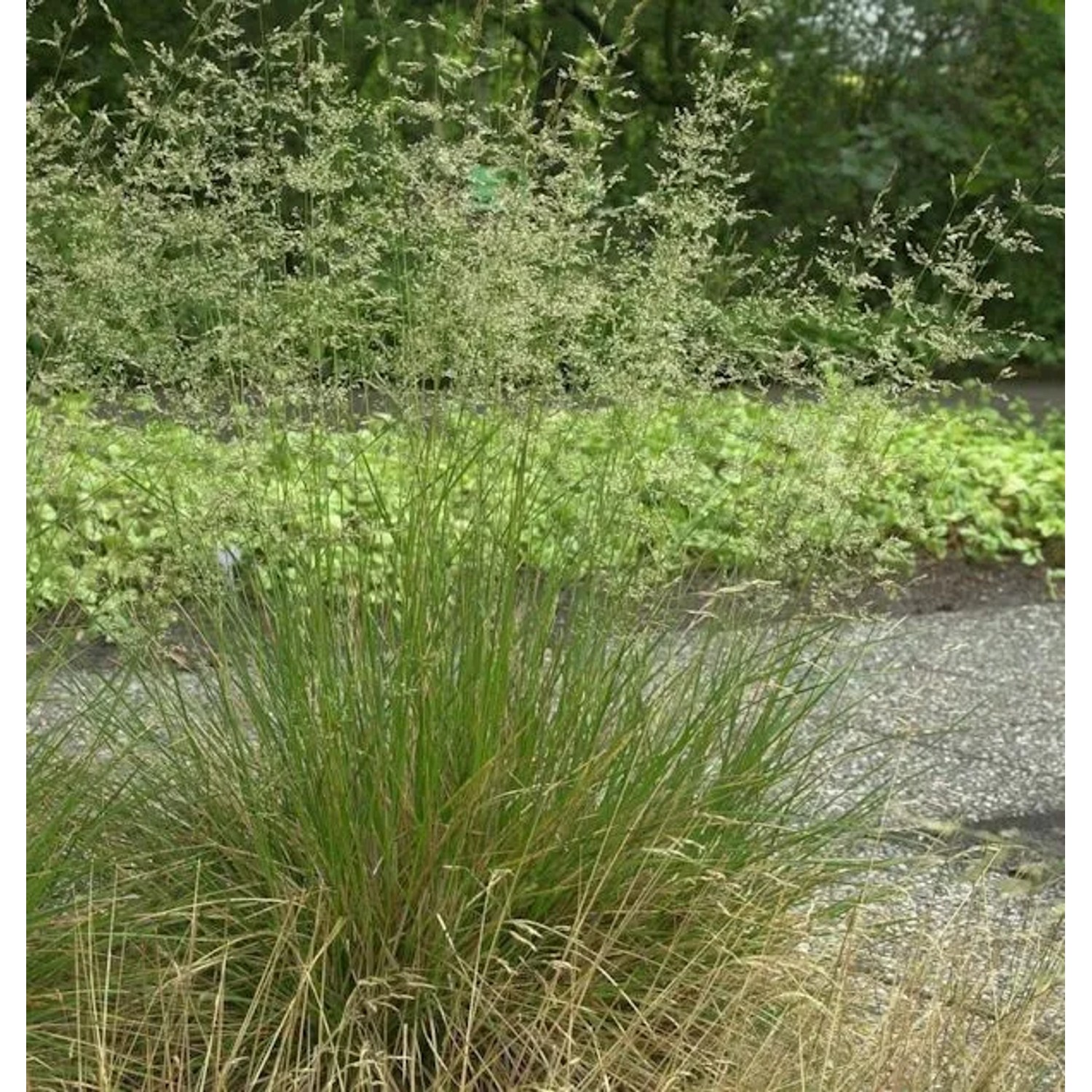 Rasen Schmiele - Deschampsia cespitosa