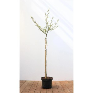 Schwarzerle 'Imperialis' als Hausbaum, Stammhöhe 80 cm, im Topf.
