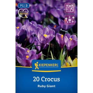 Kiepenkerl Botanischer Krokus Ruby Giant, 20 lila Blumenzwiebeln mit gelber Mitte, blühend im Garten. Lockt Nützlinge an.
