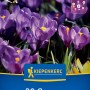 Kiepenkerl Blumenzwiebel Botanischer Krokus Ruby Giant 20 Stück_2