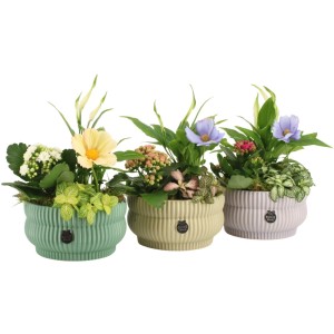 Zimmerpflanzen-Arrangement im Keramikgefäß Auswahl Topf-Ø ca. 17 cm