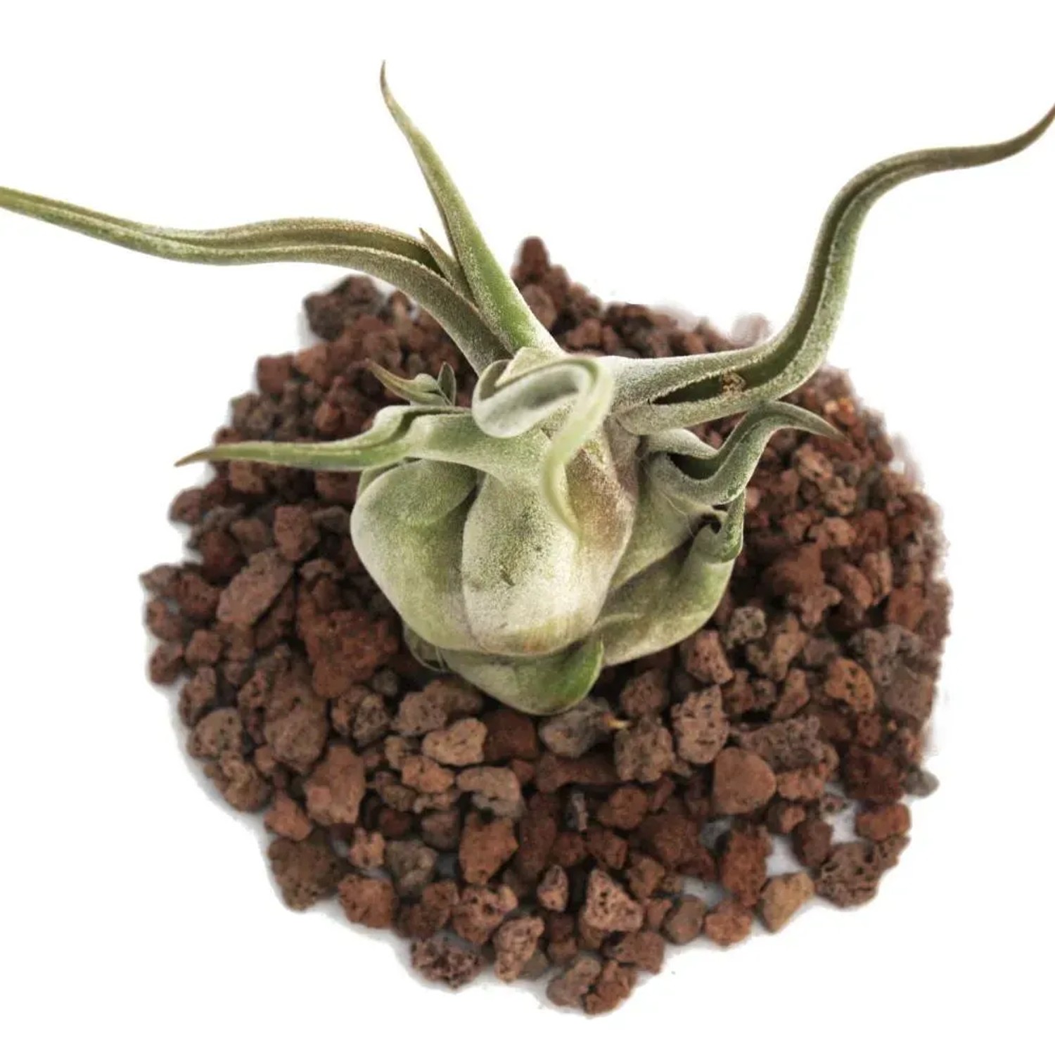 Exotische Tillandsia Caput-Medusae auf Lavasteinen. Dekorative, lose Pflanze.