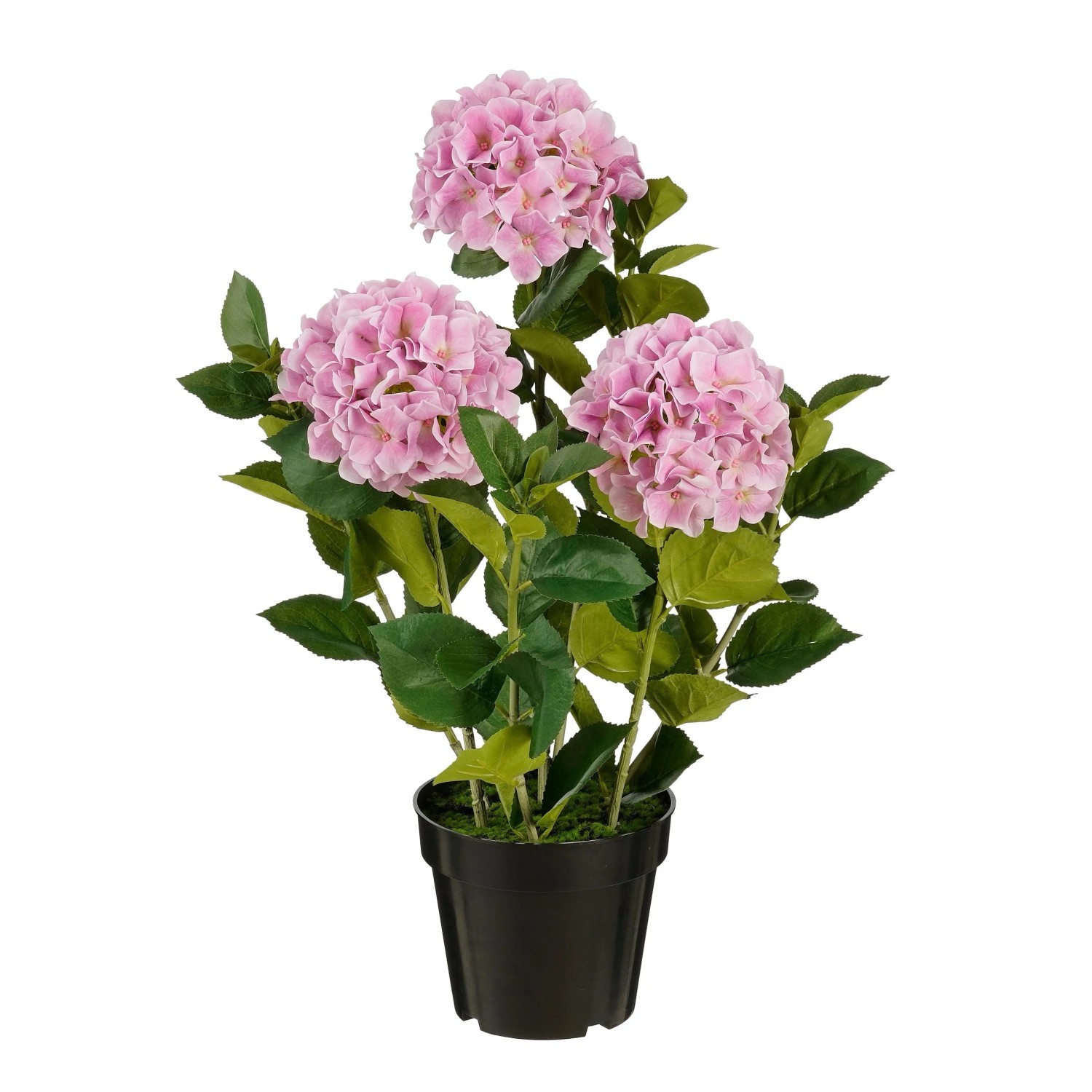 Hortensie Im Topf Kaufen
