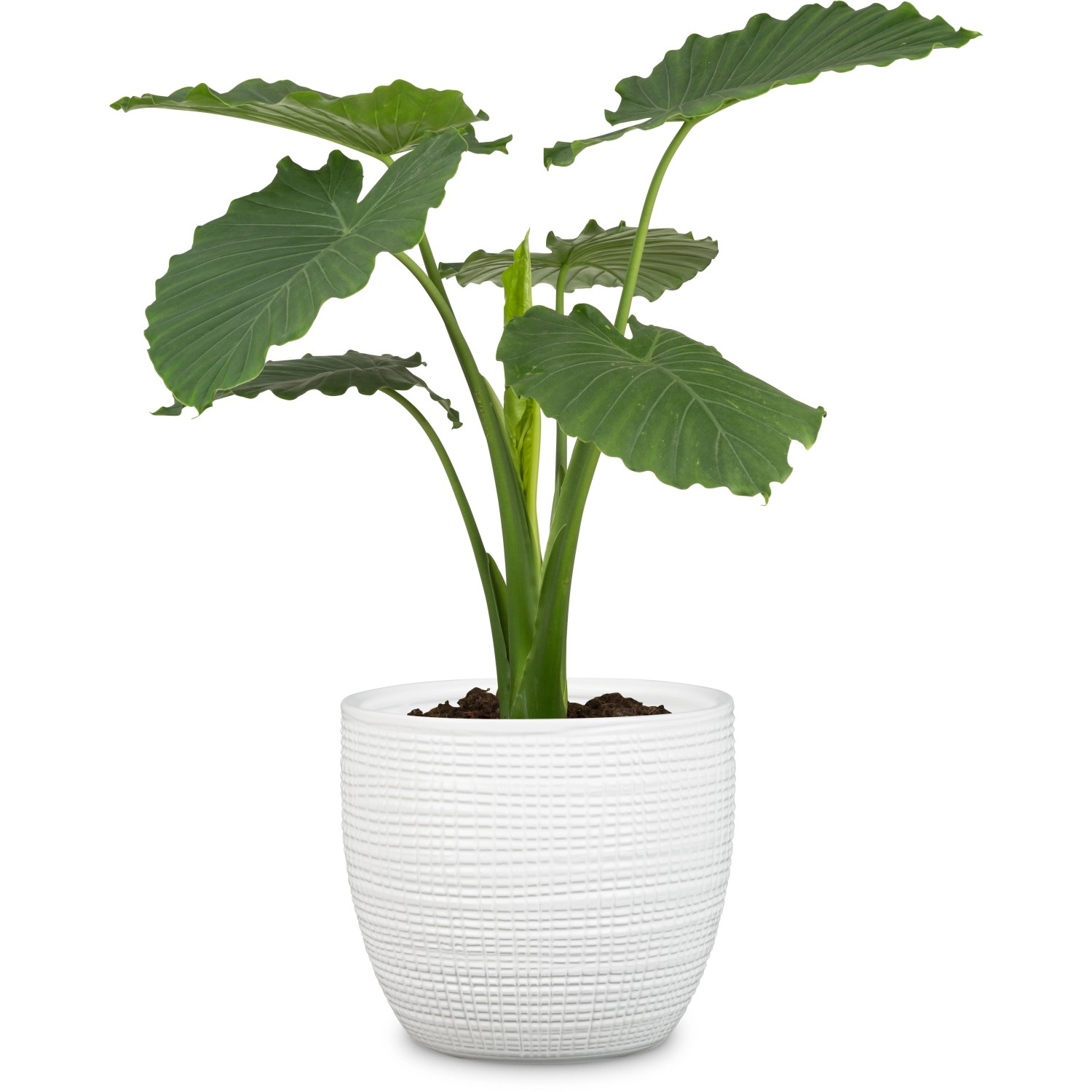 Scheurich Übertopf 866 Panna, Ø 19cm, aus Keramik für Zimmerpflanzen.