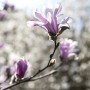 Nahaufnahme der rosa Blüten der Magnolia Loebneri Leonard Messel Magnolie.