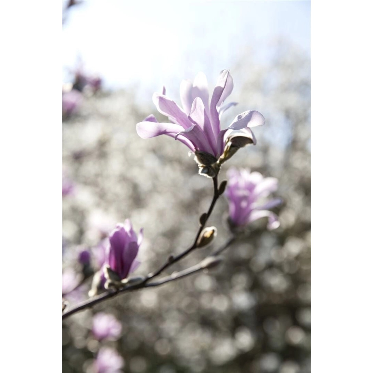 Magnolia Loebneri Leonard Messel Magnolie Rosa Blüten 175–200 cm günstig online kaufen
