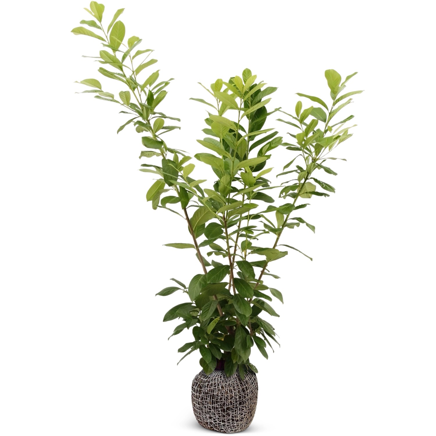 Kirschlorbeer Novita Set à 10 Stück Höhe ca. 150 - 175 cm Prunus laurocerasus