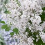 Detailaufnahme des Zwergflieder FlowerfestaWhite mit üppigen, weißen Blüten.