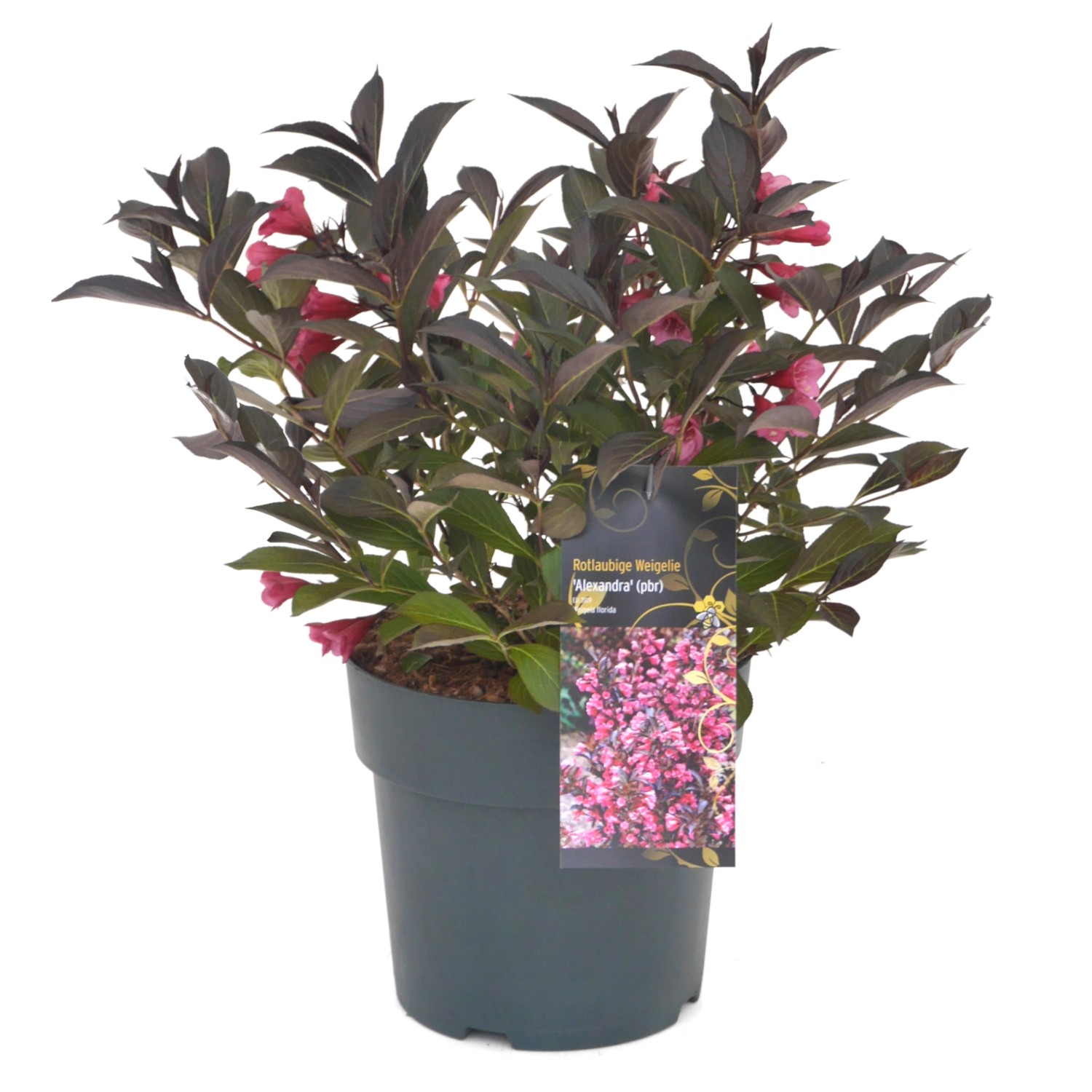 GROW by OBI Weigelie "Alexandra" Rosa Höhe ca. 20 30 cm Weigela