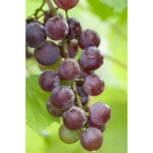 Nahaufnahme der roten, kernlosen Trauben Vitis Vinifera Vanessa an einer Kletterpflanze.