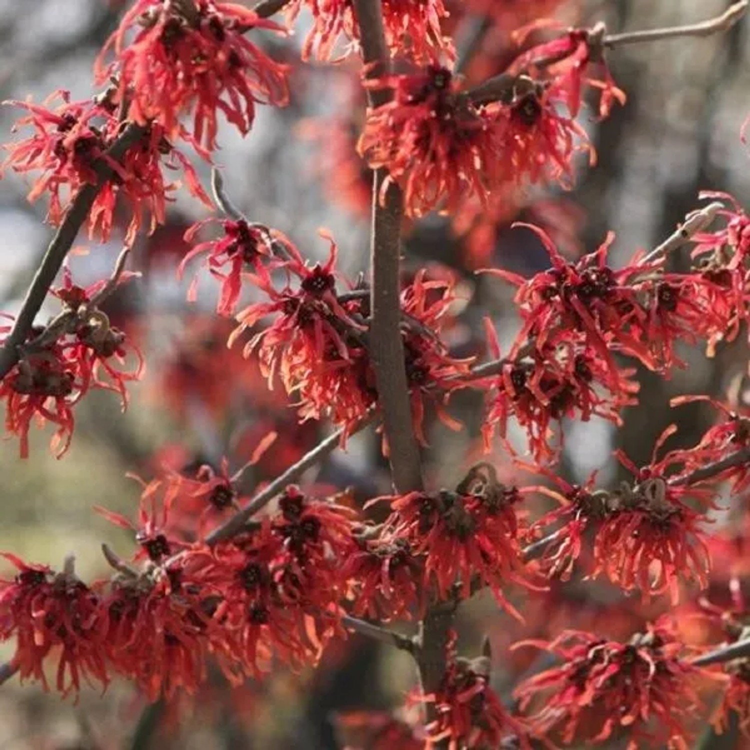 Zaubernuss 'Diane' Hamamelis × intermedia 40 bis 60 cm im Container Rote Blüten