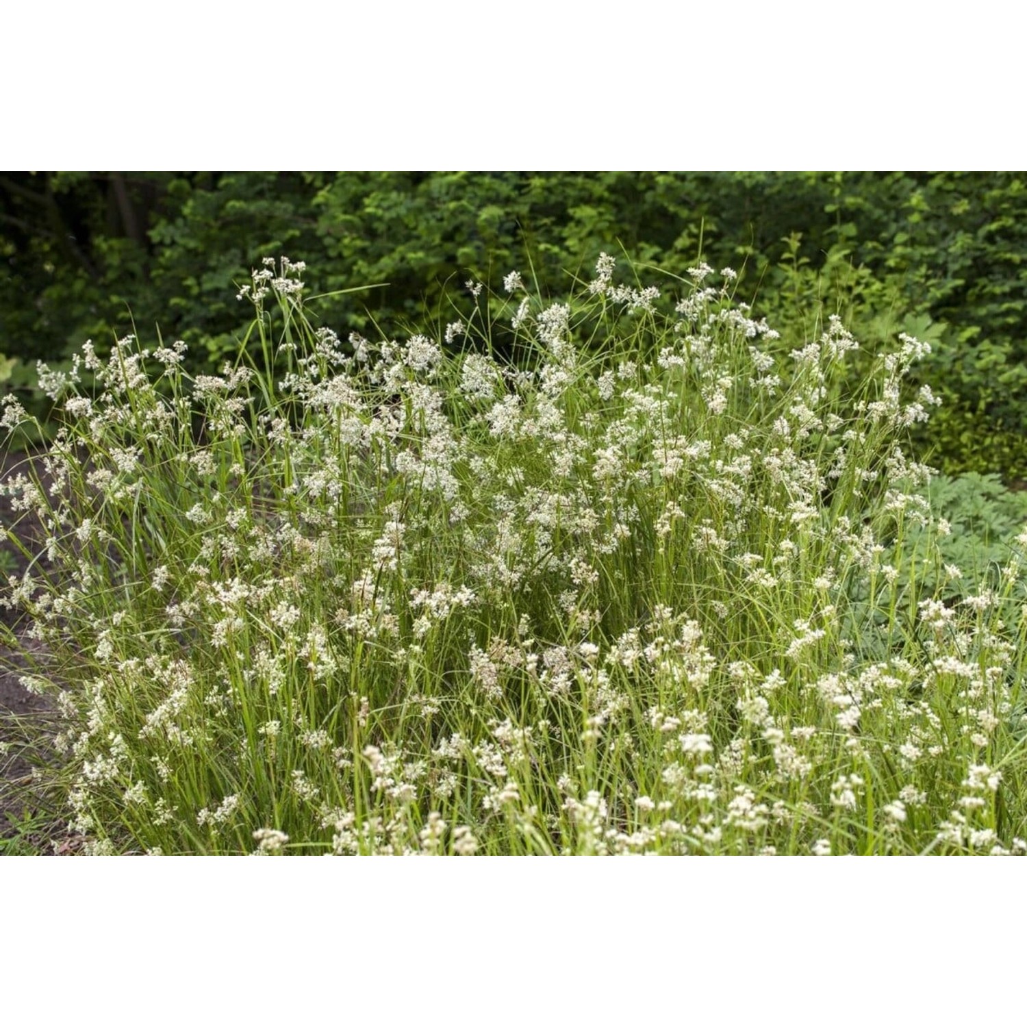 Luzula Nivea Schnee Marbel Ca. 9x9 cm Topf günstig online kaufen