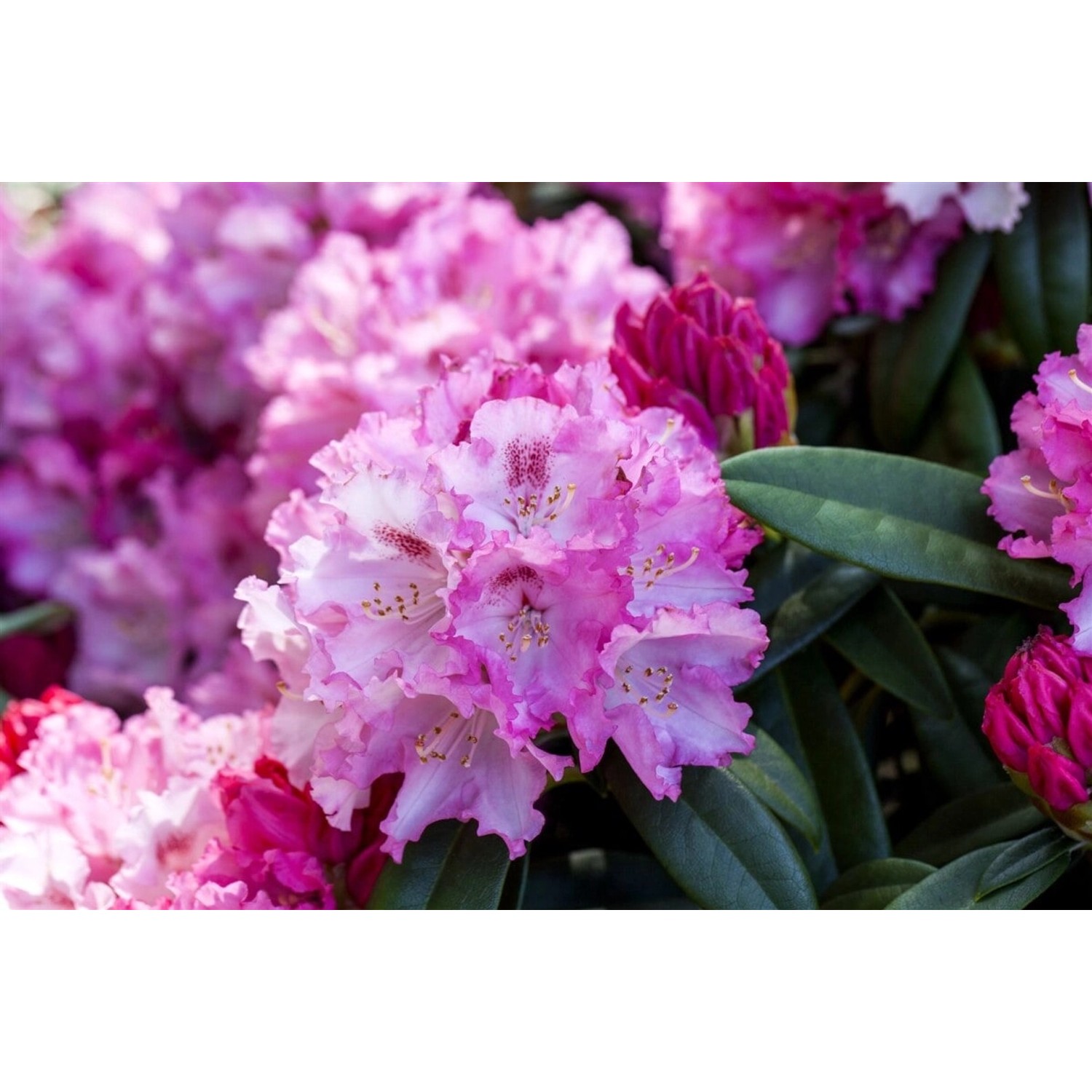 Rhododendron Yakushimanum Arabella Inkarho 30–40 cm Immergrün günstig online kaufen