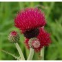 Purpur Kratzdistel (Cirsium rivulare) mit purpurroten Blüten und grünen Knospen.