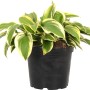 Gelb-bunte Funkie (Hosta) im Topf, ca. 17 cm Durchmesser. Dekorative Blätter, ideal für schattige Standorte.