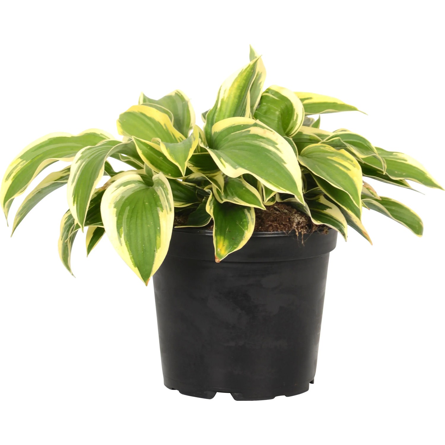 Gelb-bunte Funkie (Hosta) im Topf, ca. 17 cm Durchmesser. Dekorative Blätter, ideal für schattige Standorte.