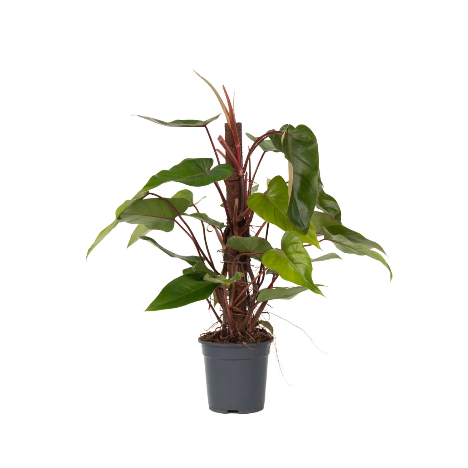 Plant In A Box Baumfreund  Philodendron 'Red Emerald' Höhe 70cm Ø19 Grün