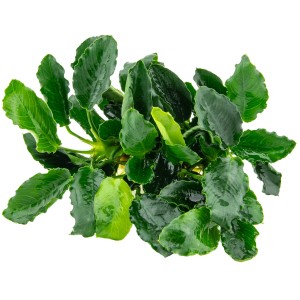 Dennerle Aquariumpflanze Anubias var.nana Kirin mit gewellten, grünen Blättern.