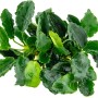 Dennerle Aquariumpflanze Anubias var.nana Kirin mit gewellten, grünen Blättern.