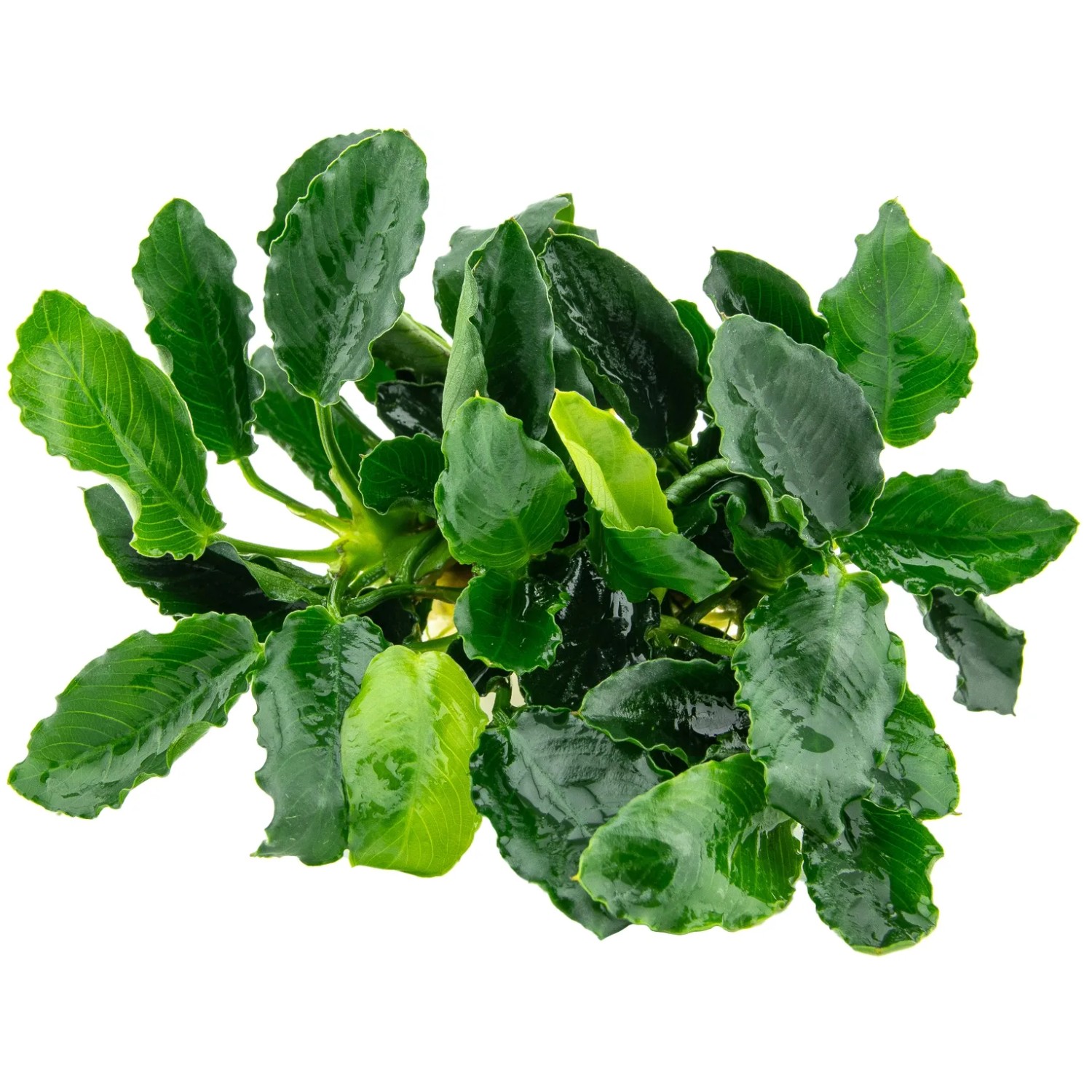 Dennerle Plants Aquariumpflanze Anubias var.nana Kirin