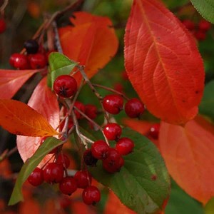 Apfelbeere 'Brilliant' Aronia arbutifolia 40 bis 60 cm im Container Herbstfärbung