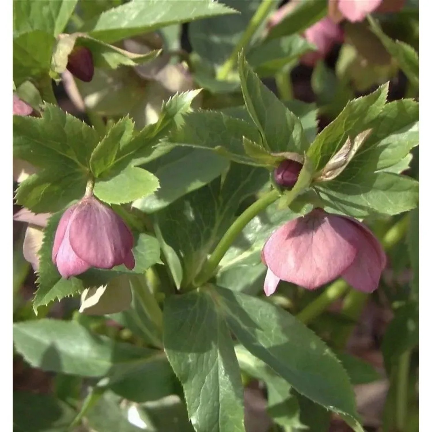 Christrose Lenzrose Red Spotted - Helleborus orientalis