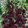 Stockrose 'Purpur' im 9x9 cm Topf: Aufrechte Pflanze mit üppigen, purpurnen Blüten.