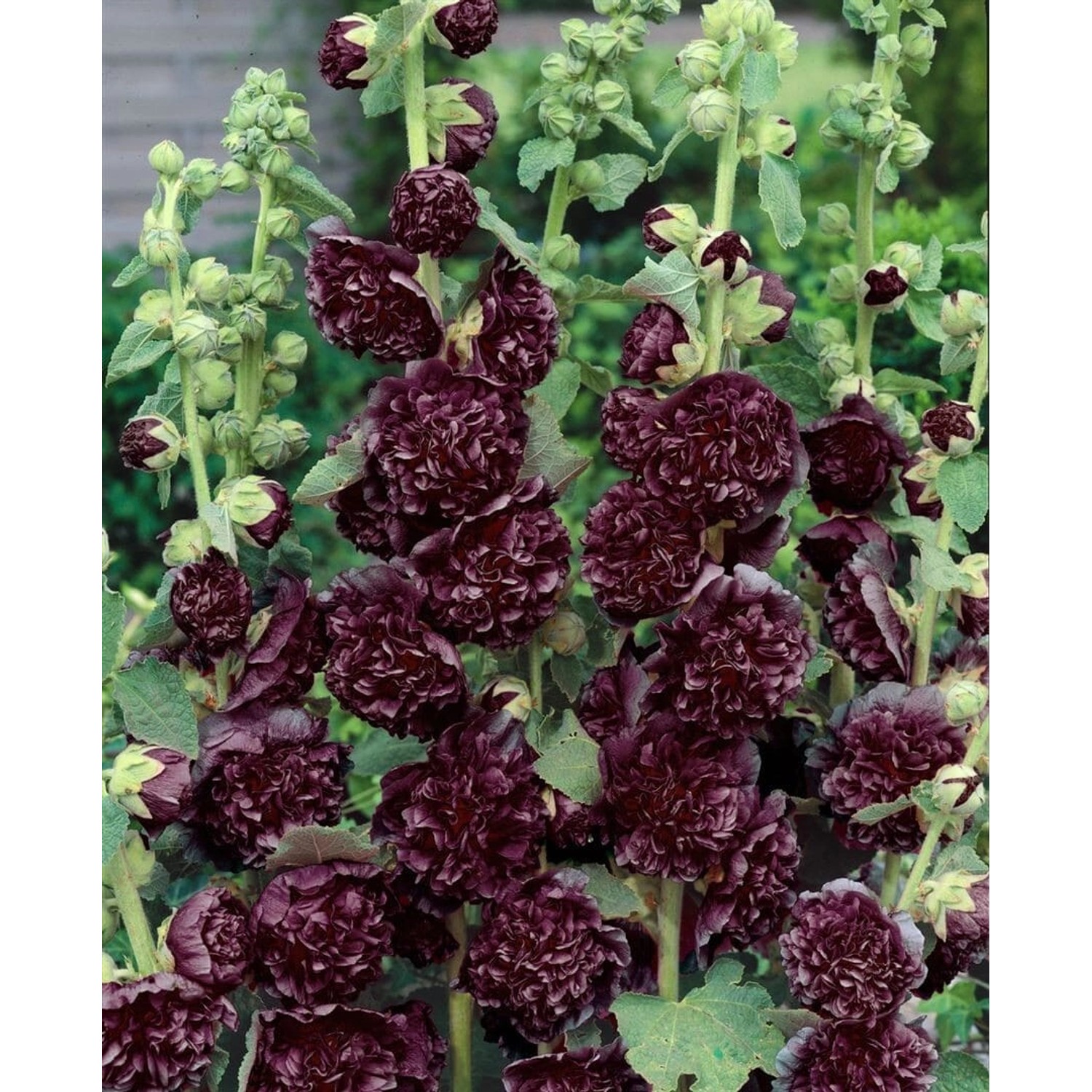 Alcea Rosea Stockrose Purpur Ca 9x9 cm Topf günstig online kaufen