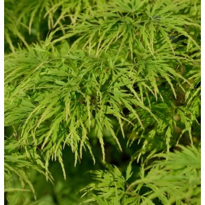 Grüner Fächerahorn 'Dissectum Viridis' als Hochstamm mit filigranen Blättern.