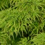 Grüner Fächerahorn 'Dissectum Viridis' als Hochstamm mit filigranen Blättern.