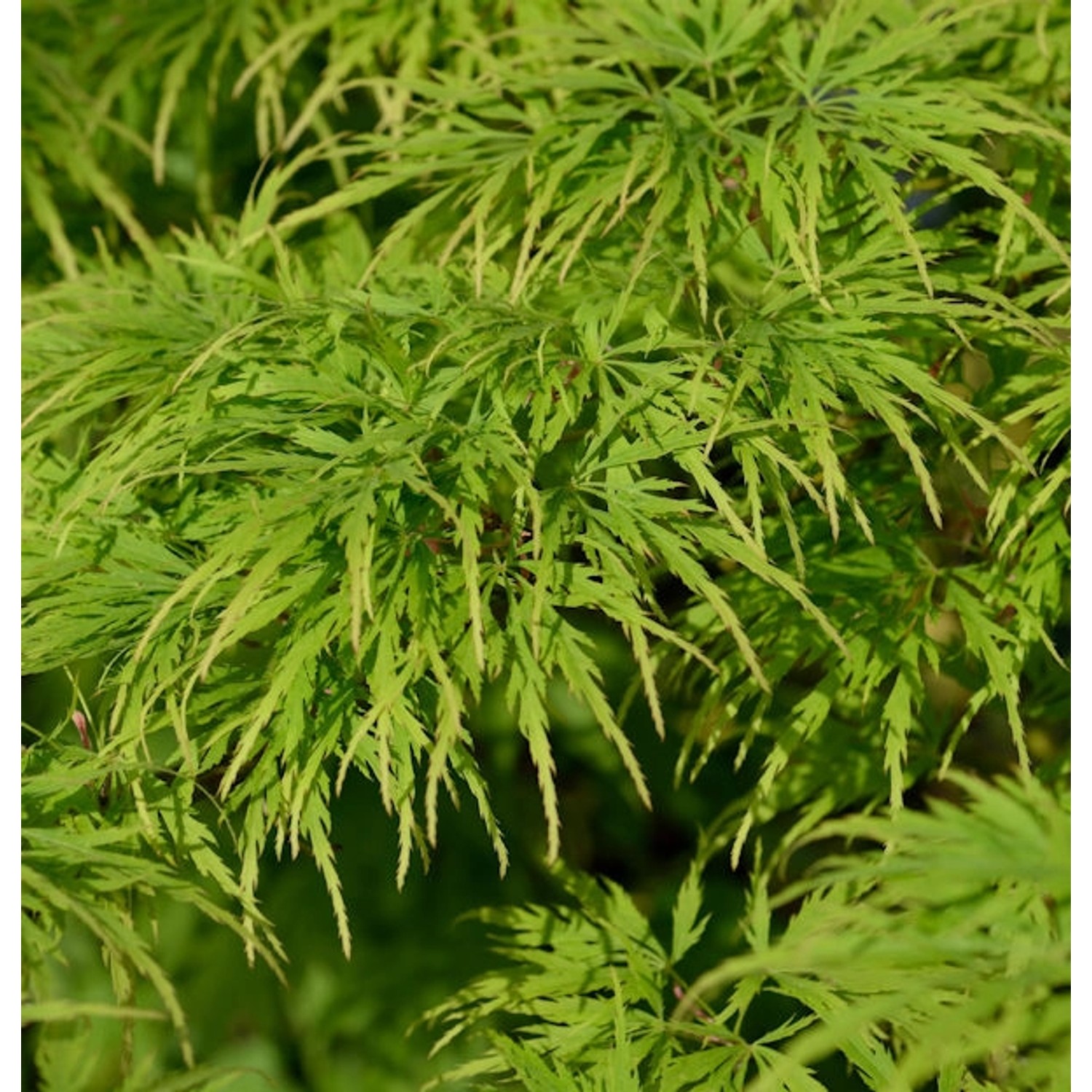 Hochstamm Fächerahorn Dissectum Viridis 100-125cm - Acer palmatum günstig online kaufen