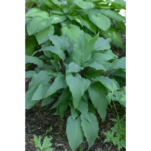 Funkie 'Red October' (Hosta lancifolia) im 11x11 cm Topf mit grünen, lanzettlichen Blättern.