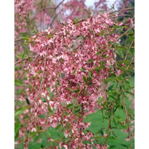 Winterkirsche 'Autumnalis' (100–150 cm) mit zartrosa Blüten. Hausbaum für Garten und Beet.