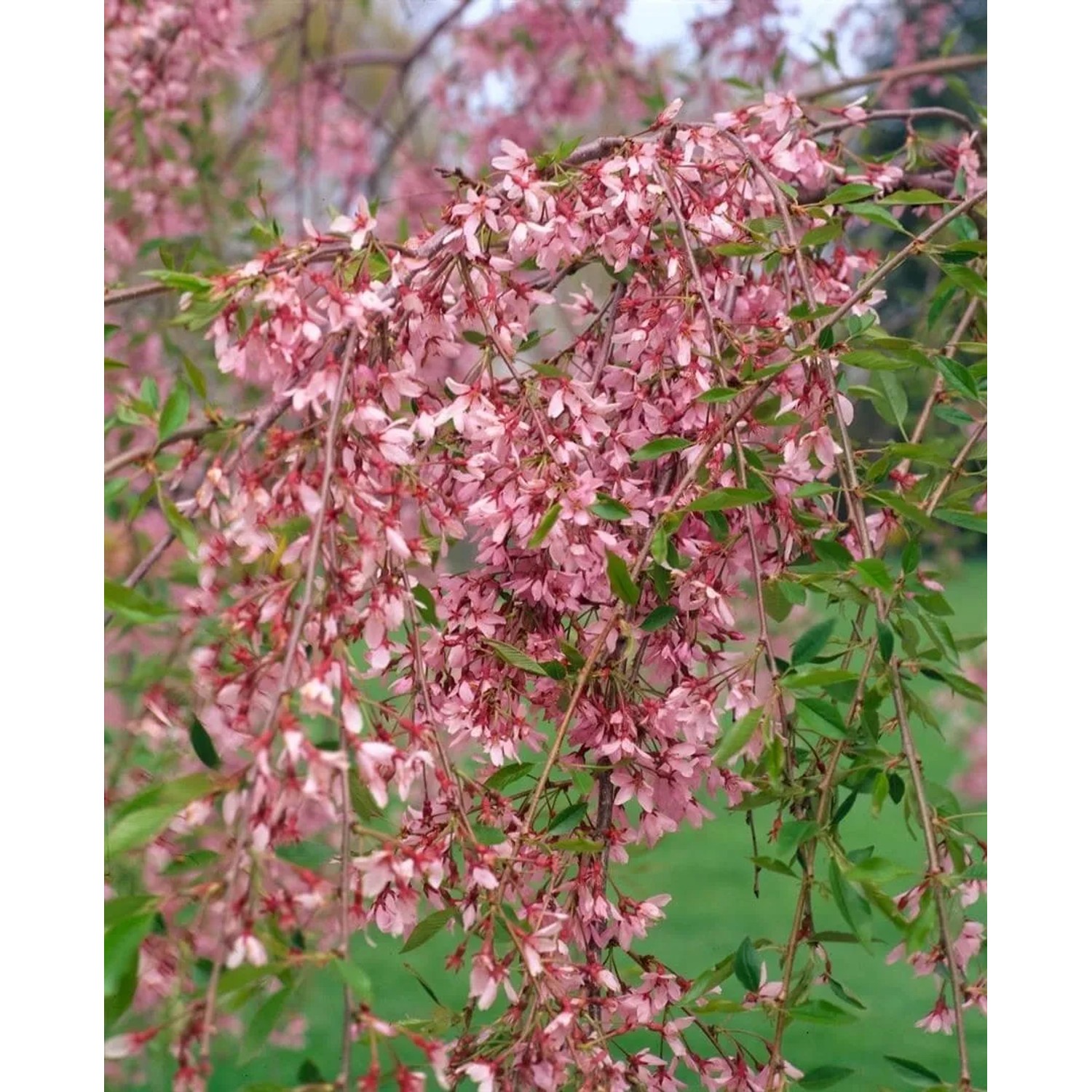 Winterkirsche 'Autumnalis' (100–150 cm) mit zartrosa Blüten. Hausbaum für Garten und Beet.