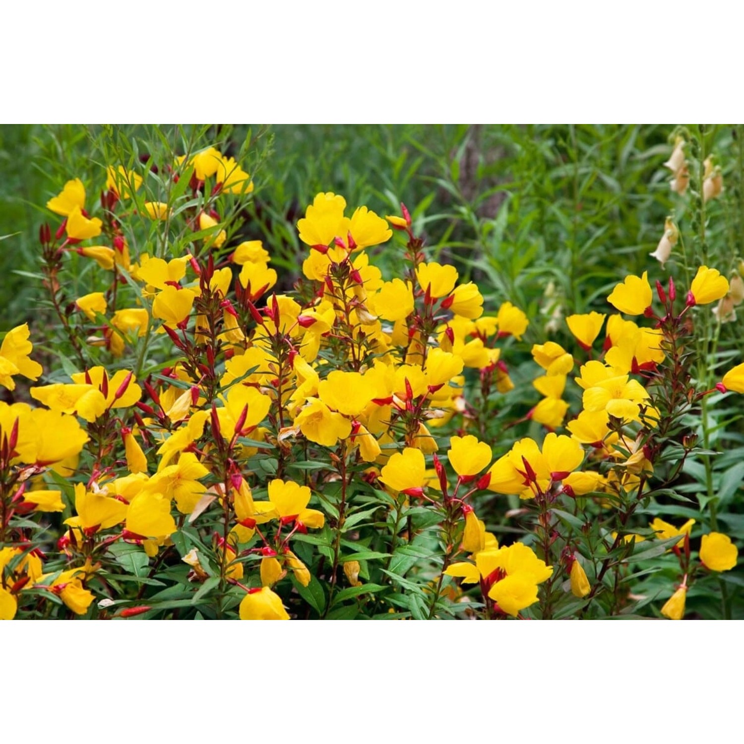 Oenothera Tetragona Sonnenwende Nachtkerze Ca. 9x9 cm Topf günstig online kaufen