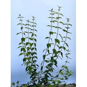 Junger Pfeifenstrauch Erectus mit grünen Blättern und aufrechtem Wuchs als Topfpflanze. Ideal für Garten.
