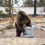 Braunbär testet robuste, graue Lifetime Kühlbox (26,5 Liter) auf Widerstandsfähigkeit.