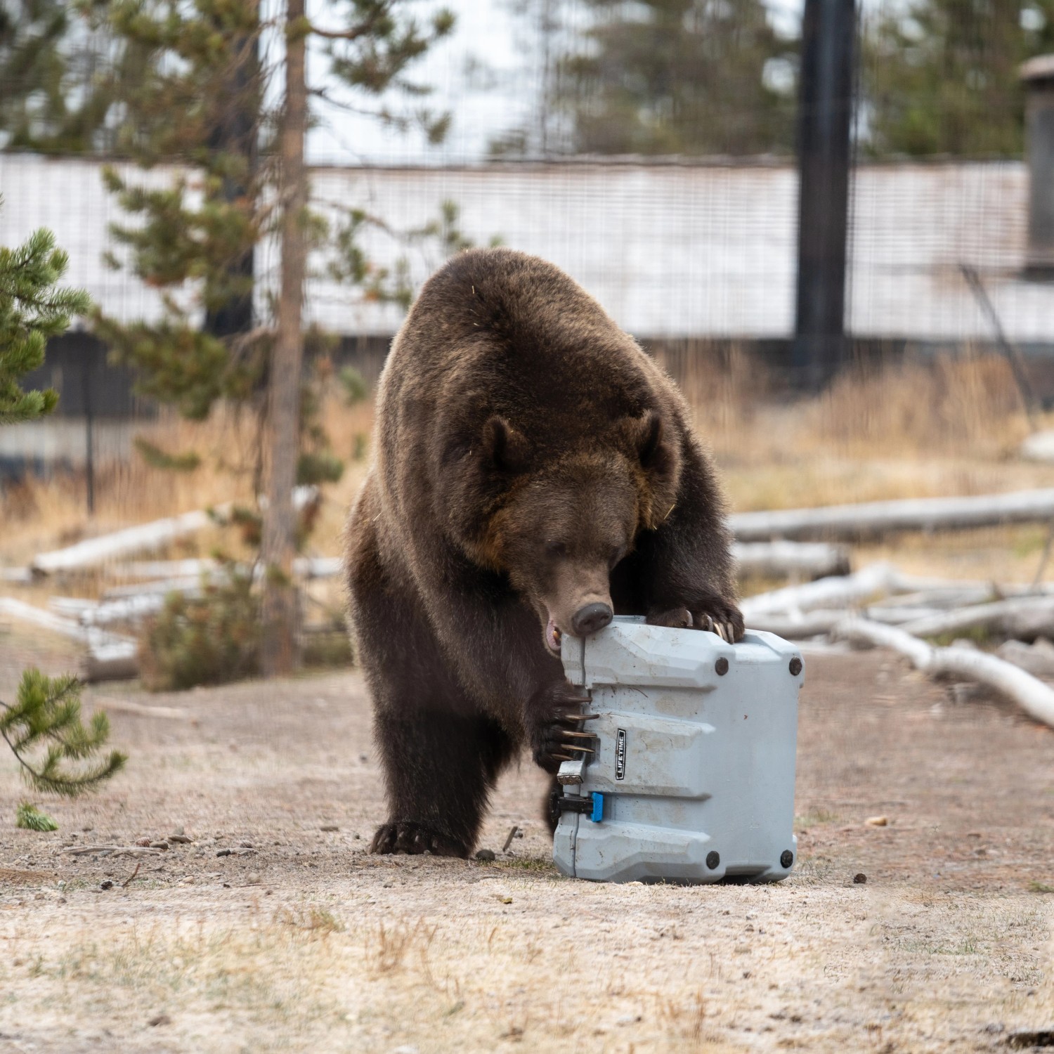 Braunbär testet robuste, graue Lifetime Kühlbox (26,5 Liter) auf Widerstandsfähigkeit.