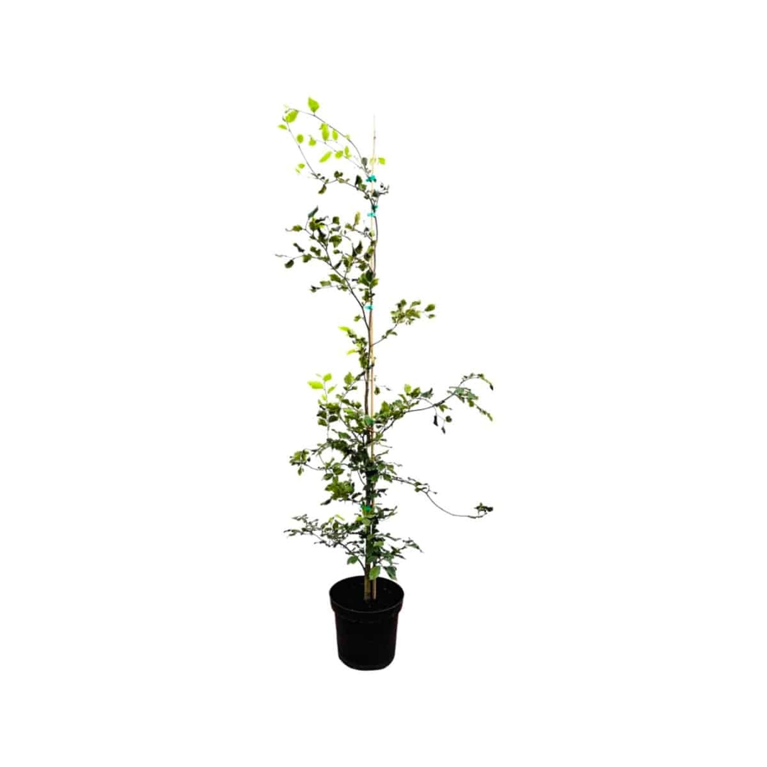Fagus sylvatica 125-150 cm günstig online kaufen