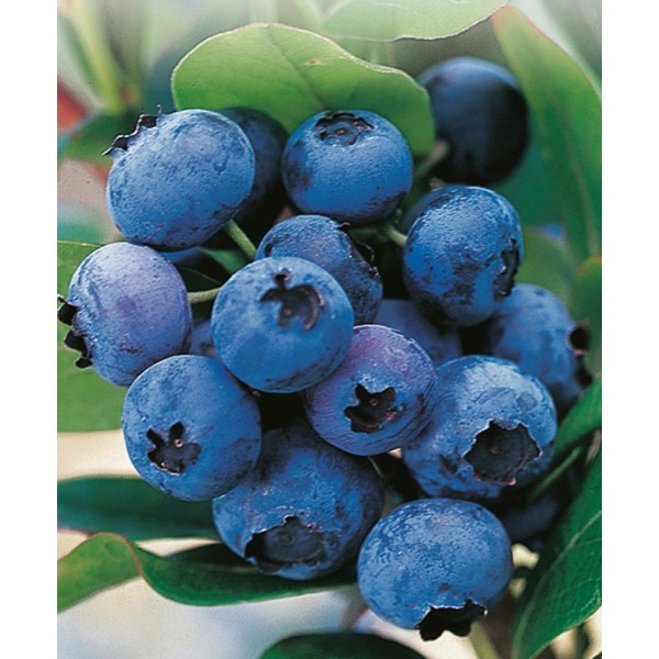 Heidelbeeren kaufen bei OBI