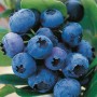 Nahaufnahme von blauen, reifen GROW by OBI Heidelbeeren der Sorte Hortblue Petite an der Pflanze.