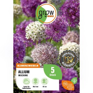 Zierlauch-Mischung (Allium) von GROW by OBI, violette und weiße Blütenköpfe, 80cm hoch.