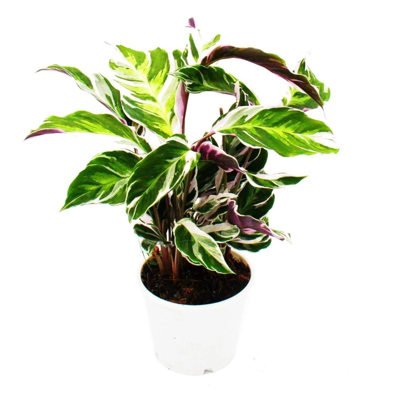 Exotenherz Schattenpflanze mit Ausgefallenem Blattmuster Calathea Fusion White 14cm Topf ca. 40cm Hoch