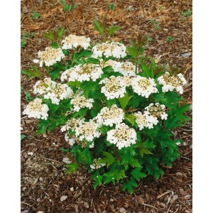 Buschiger Gewöhnlicher Schneeball Compactum (60–80 cm) mit weißen Blüten.