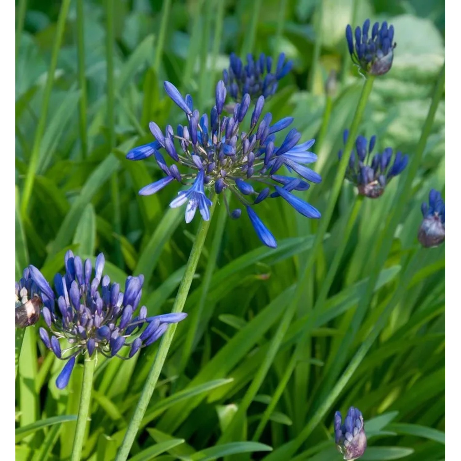 Liebesblume Schmucklilie Black Buddha - Agapanthus africanus