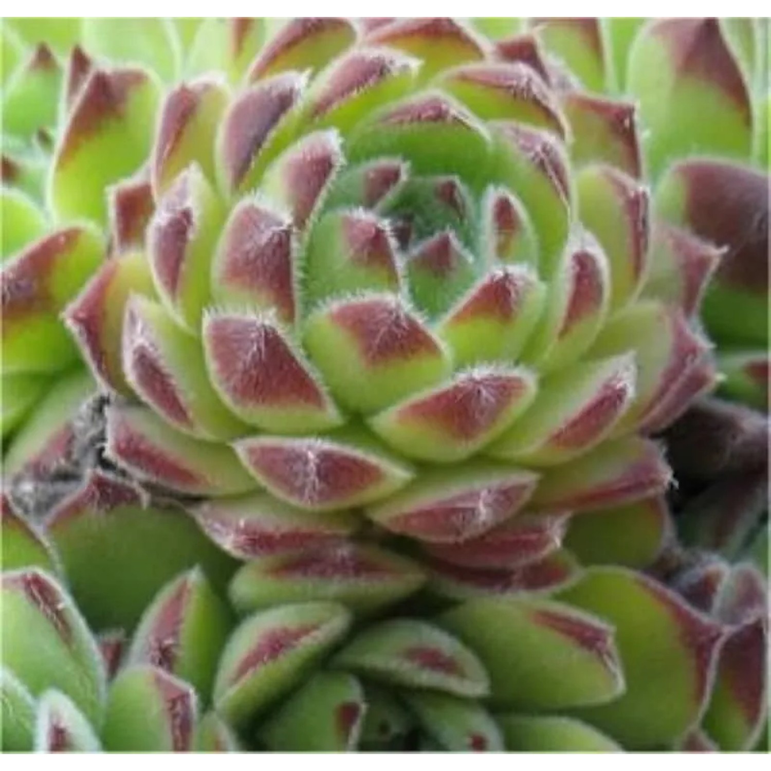 Dachwurz Reinhard - Sempervivum cultorum