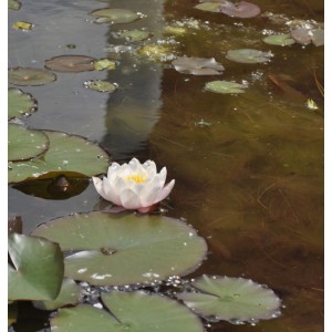 Weiße Zwerg Seerose (Nymphaea) im Teich mit grünen Blättern.