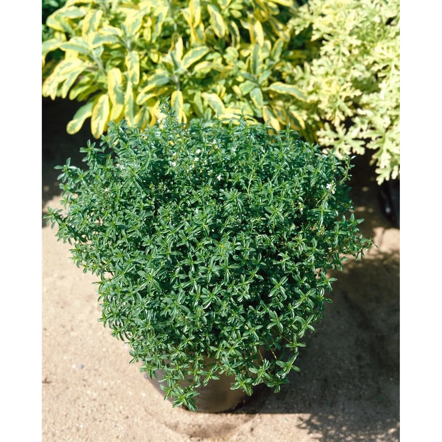 Satureja Montana Ssp.montana Citriodora Bergbohnenkraut Ca. 9x9 cm Topf günstig online kaufen