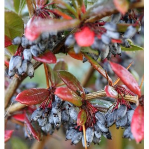Nahaufnahme der Großblättrigen Berberitze mit roten Blättern und blauen Beeren.